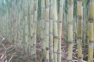 甘蔗